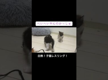 子猫のレスリングのダイビングボディアタック！ #cat  #猫  #ねこ  #保護猫 #cute #猫のいる暮らし #kitten #shorts  #ねこ #こねこ