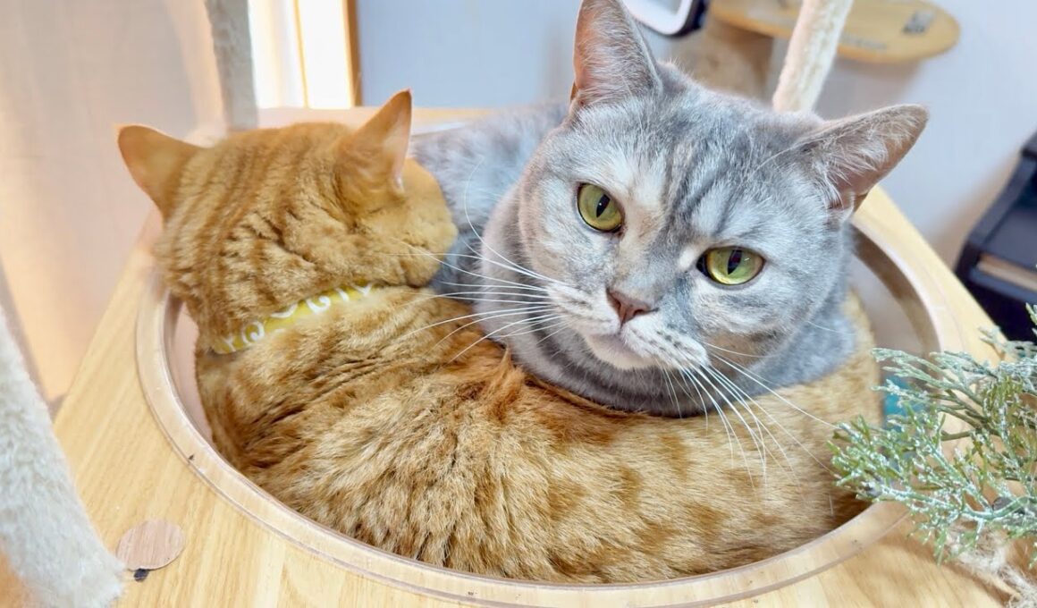 2026もなんにも変わりません。