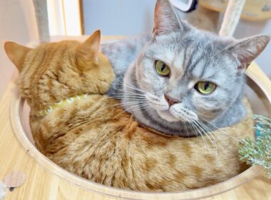 2026もなんにも変わりません。