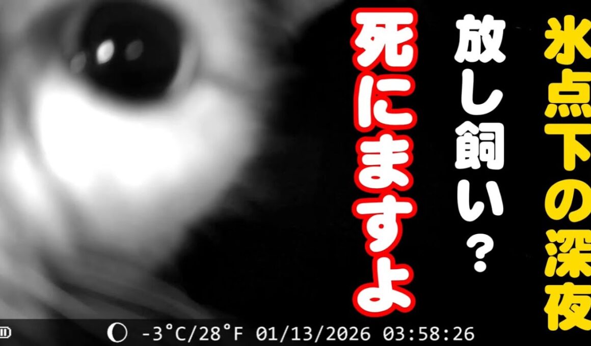 深夜の屋外カメラが捉えた衝撃的な猫の映像
