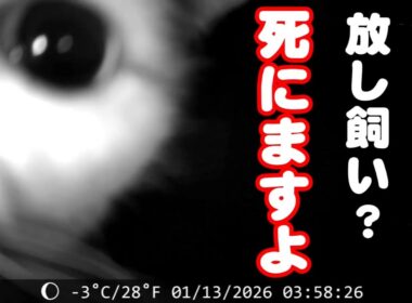 深夜の屋外カメラが捉えた衝撃的な猫の映像