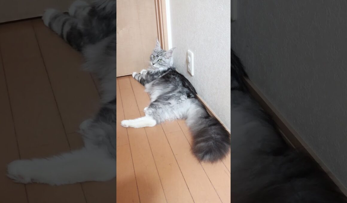 格好良いシルバーのメインクーンモリソン君