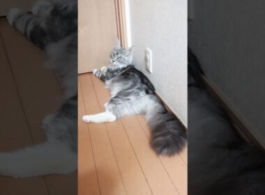 格好良いシルバーのメインクーンモリソン君