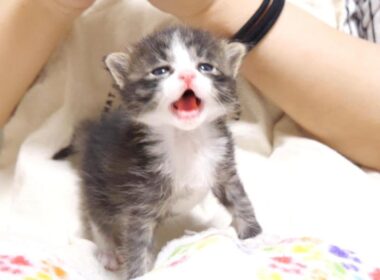耳で楽しむ猫動画　赤ちゃん子猫のカワイイ鳴き声でミルクのおねだりをする　【赤ちゃん猫　保護猫】