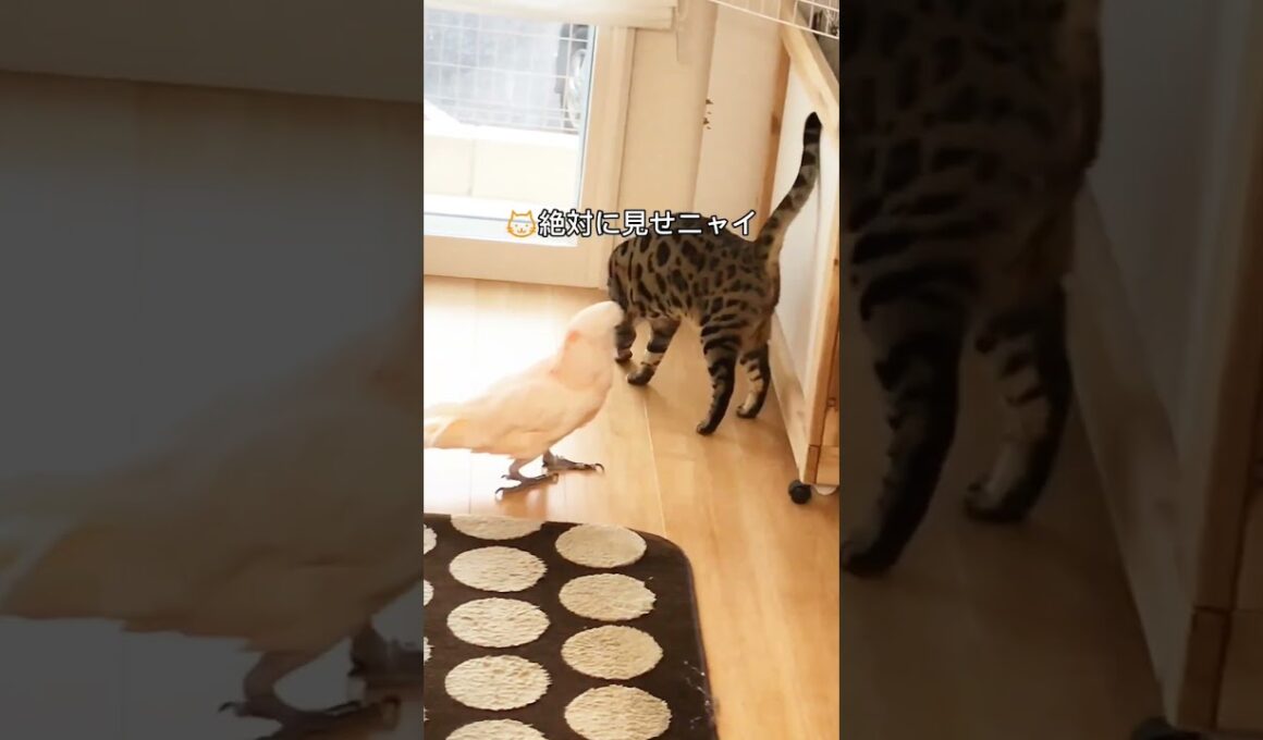 のぞきたいオウムと阻止したいベンガルꉂ🤣𐤔 #parrot #animal  #shorts #bengal