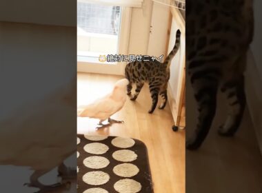 のぞきたいオウムと阻止したいベンガルꉂ🤣𐤔 #parrot #animal  #shorts #bengal