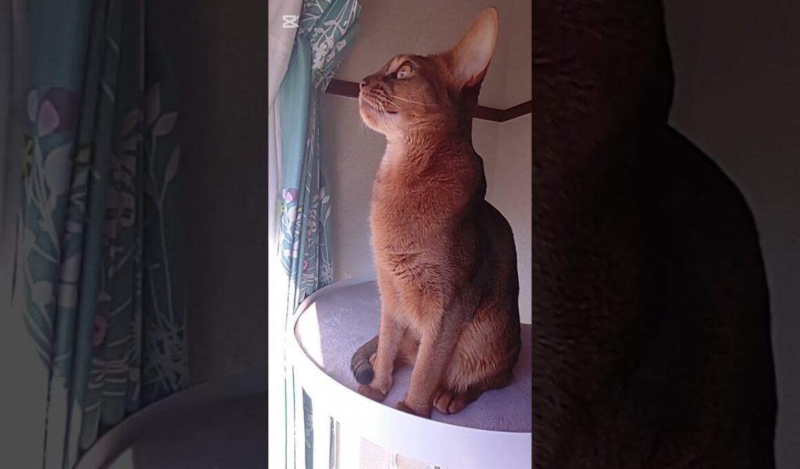 記憶（2025）アビシニアン🐾男の子