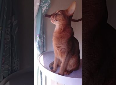 記憶（2025）アビシニアン🐾男の子