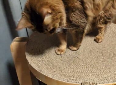 【1458日目】下からズモモ #ソマリ #cat