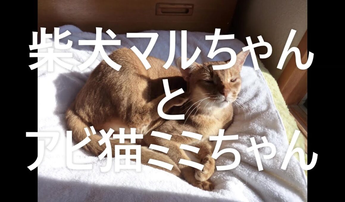 柴犬マルちゃんとアビ猫ミミちゃん　　ミミちゃん、久しぶり❕　懐かしい映像をアップします！　＃柴犬マルちゃん　＃Shiba Inu Maru-chan　＃アビ猫ミミちゃん