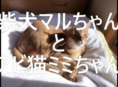 柴犬マルちゃんとアビ猫ミミちゃん　　ミミちゃん、久しぶり❕　懐かしい映像をアップします！　＃柴犬マルちゃん　＃Shiba Inu Maru-chan　＃アビ猫ミミちゃん
