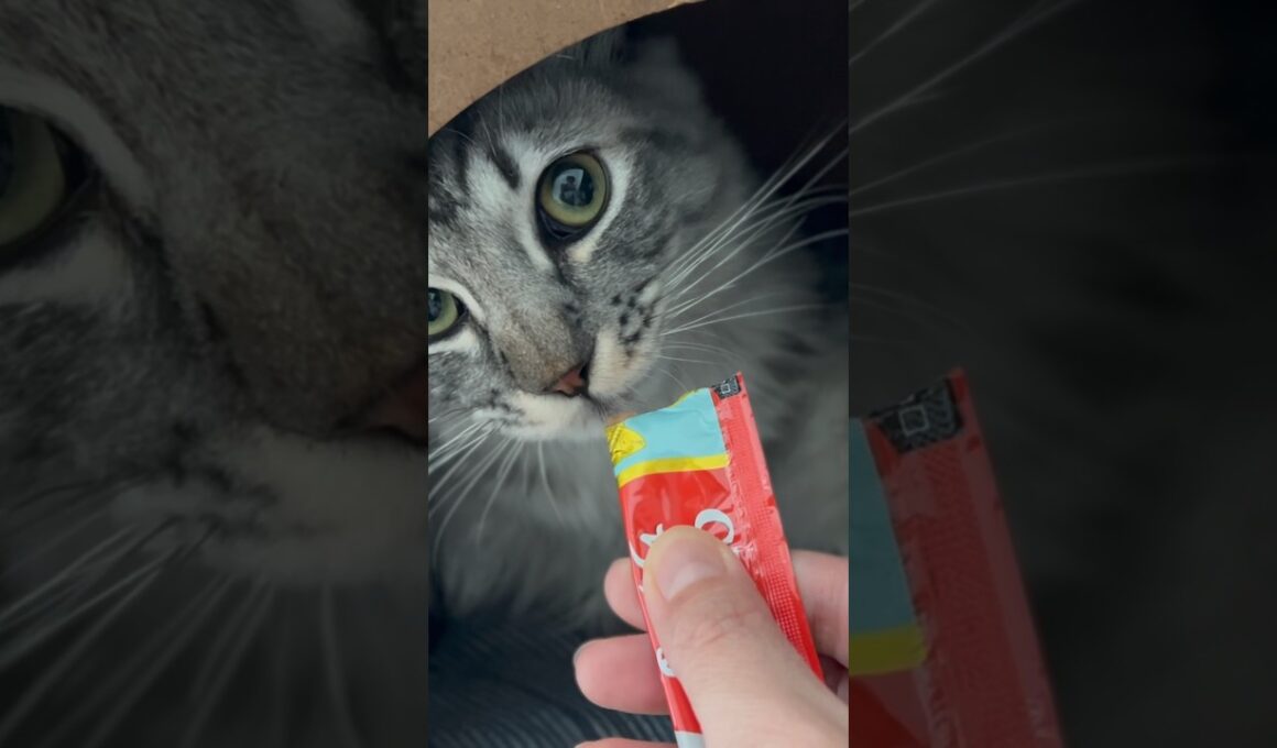 新入り子猫がやって来た！パート2#保護猫 #かわいい #猫のいる暮らし