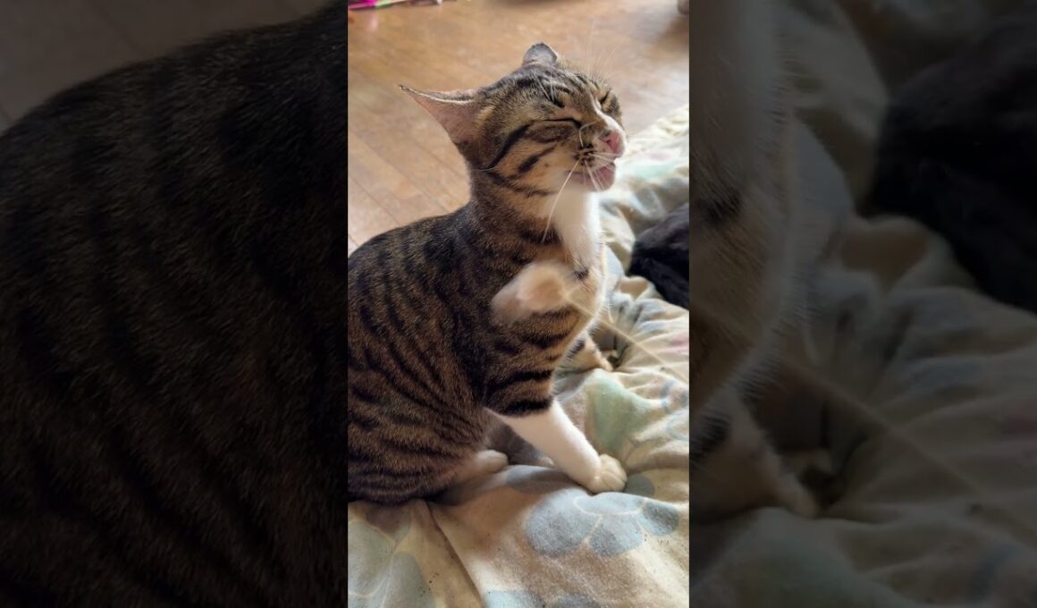 眠るシャムの雫を撮ってたら、キジシロのルルが、ウp主の顔を狙うネコパン攻撃。よく見たら、ネコジャラシが。催促だったので、ジャラシ開始