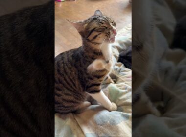 眠るシャムの雫を撮ってたら、キジシロのルルが、ウp主の顔を狙うネコパン攻撃。よく見たら、ネコジャラシが。催促だったので、ジャラシ開始