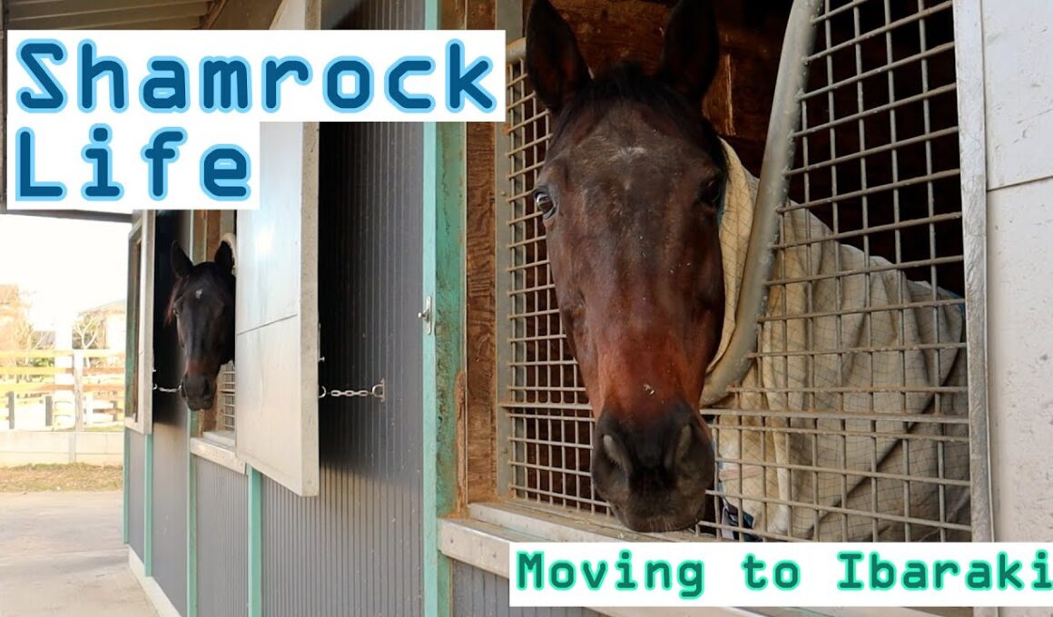 3つのシャムロック/茨城へ移動Vlog