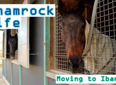 3つのシャムロック/茨城へ移動Vlog