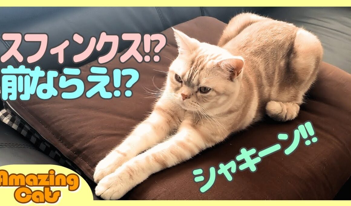 猫おもしろ動画 アメショーなのにスフィンクス座りをする猫がかわいい　- Cat's Sphinx sitting -