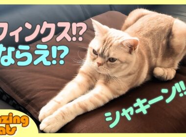 猫おもしろ動画 アメショーなのにスフィンクス座りをする猫がかわいい　- Cat's Sphinx sitting -