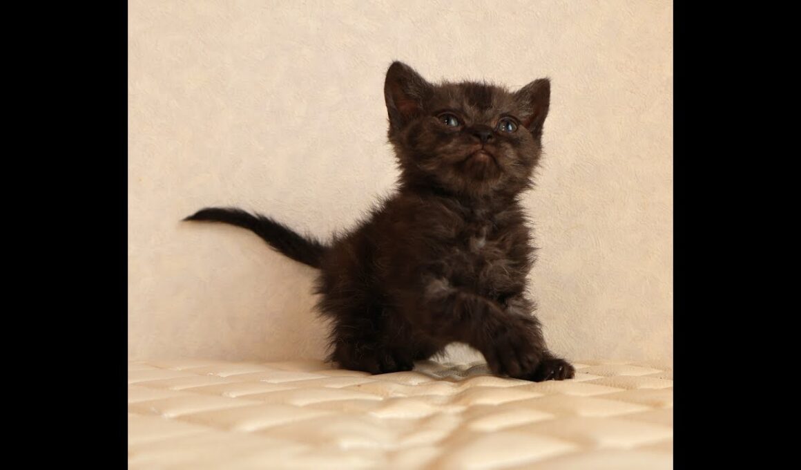 セルカークレックス子猫　Selkirk Rex　2025.12.4産まれ　シルバータビー　巻き毛　男の子　シーダキャット猫のお店