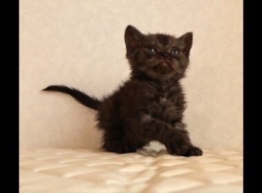 セルカークレックス子猫　Selkirk Rex　2025.12.4産まれ　シルバータビー　巻き毛　男の子　シーダキャット猫のお店