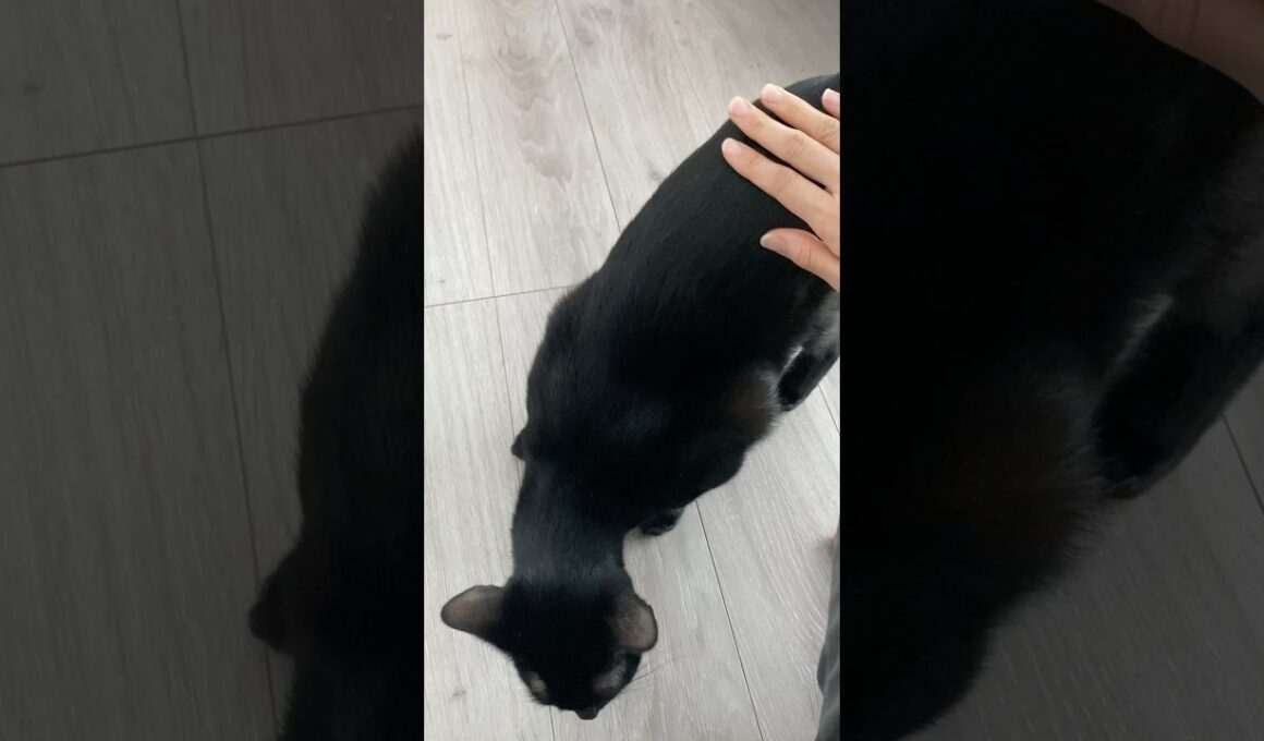 おしりポンポン黒猫ボンベイ　#子猫 #ねこ #ねこのいる生活 #ねこのいる暮らし #ねこ動画 #猫 #猫好きさんと繋がりたい #かわいい #癒やし #cat #甘えん坊