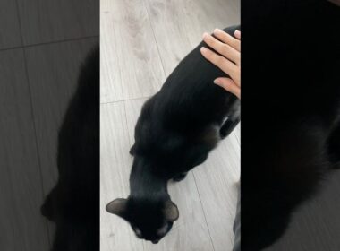 おしりポンポン黒猫ボンベイ　#子猫 #ねこ #ねこのいる生活 #ねこのいる暮らし #ねこ動画 #猫 #猫好きさんと繋がりたい #かわいい #癒やし #cat #甘えん坊