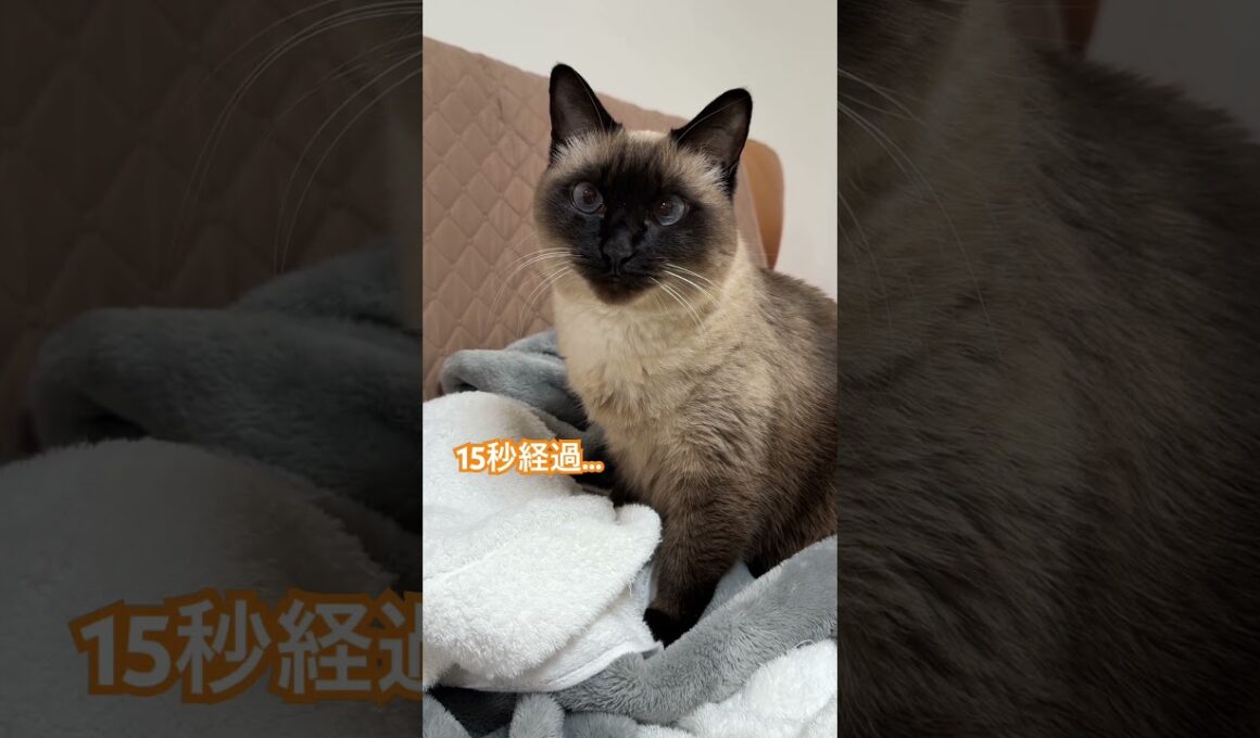 【2026.01.15】目を離さないシャム猫のふくさん【たぬき猫】 #shorts