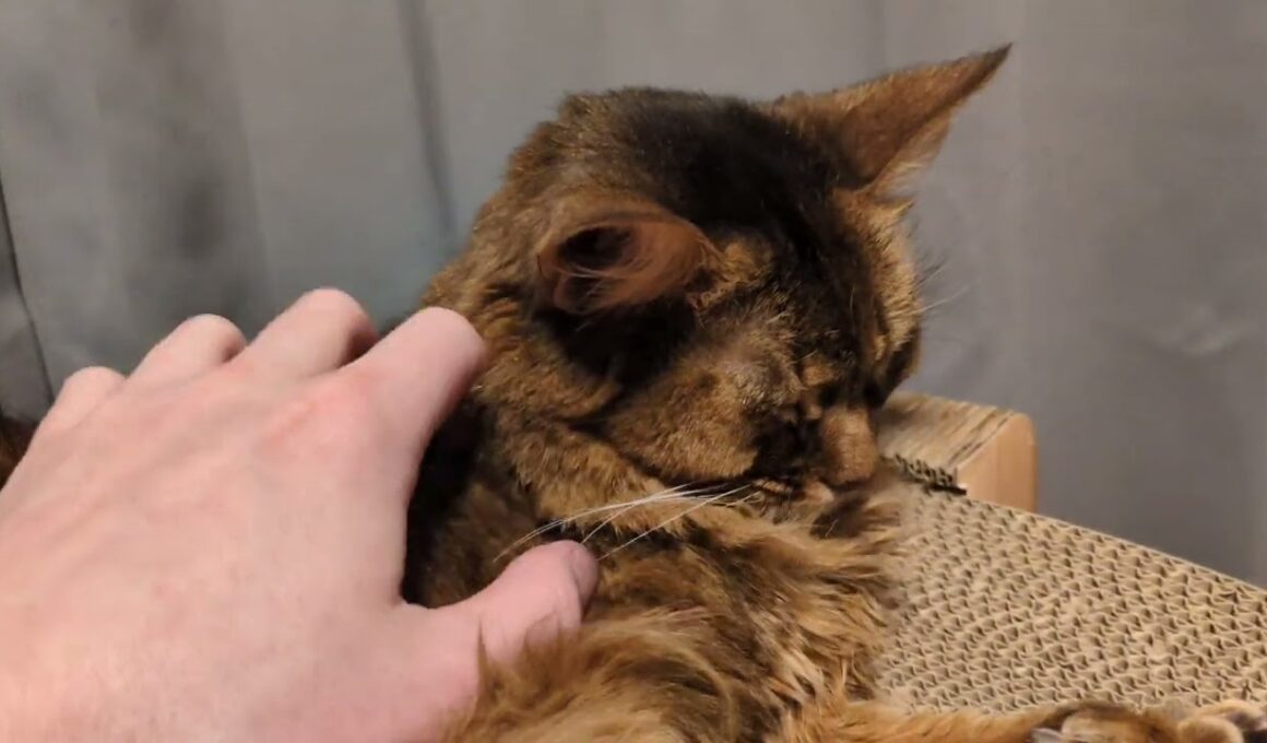 【1459日目】ねむねむ #ソマリ #cat