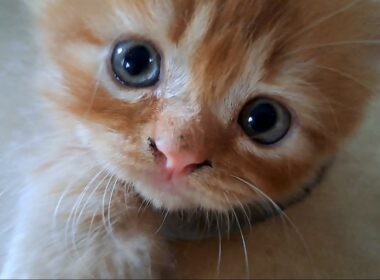 可愛すぎて、ついちょっかい出しちゃった子猫の反応がこちらです