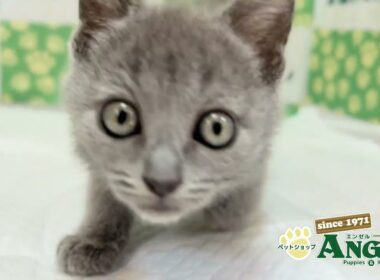 シャルトリュー 2601051 【ペットショップエンゼル　子犬・子猫販売】