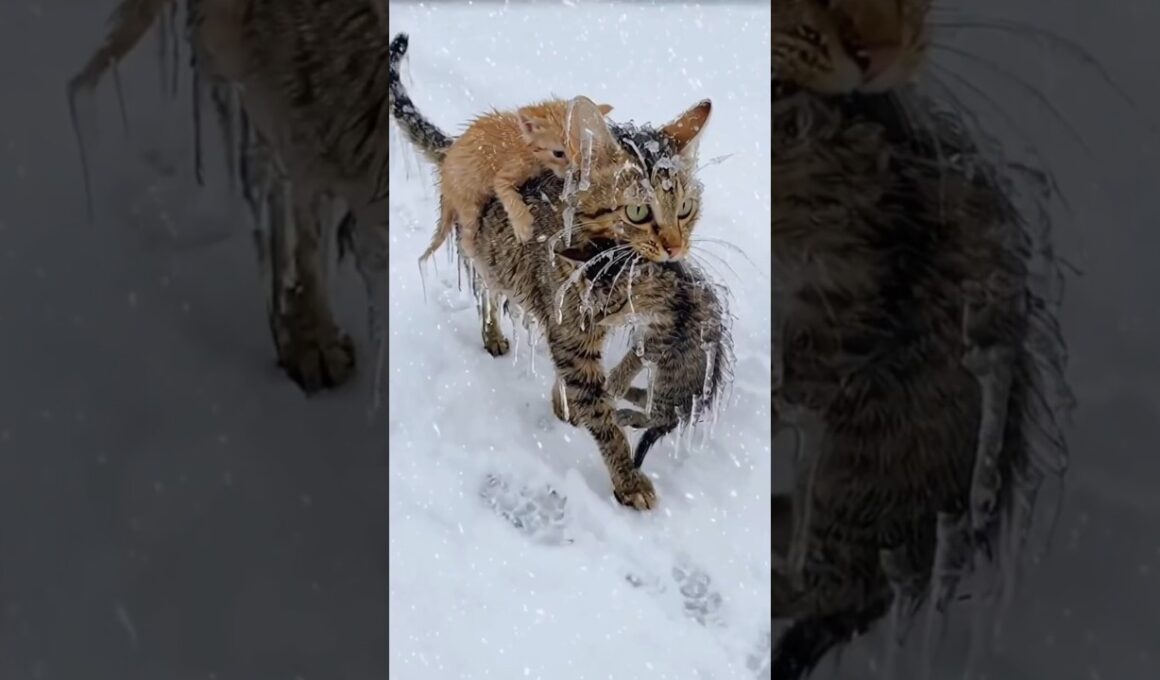 A Kitten’s Cry Led to a Miracle｜子猫の鳴き声がつないだ命