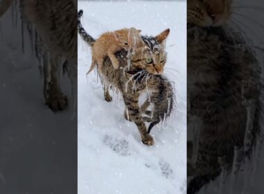 A Kitten’s Cry Led to a Miracle｜子猫の鳴き声がつないだ命