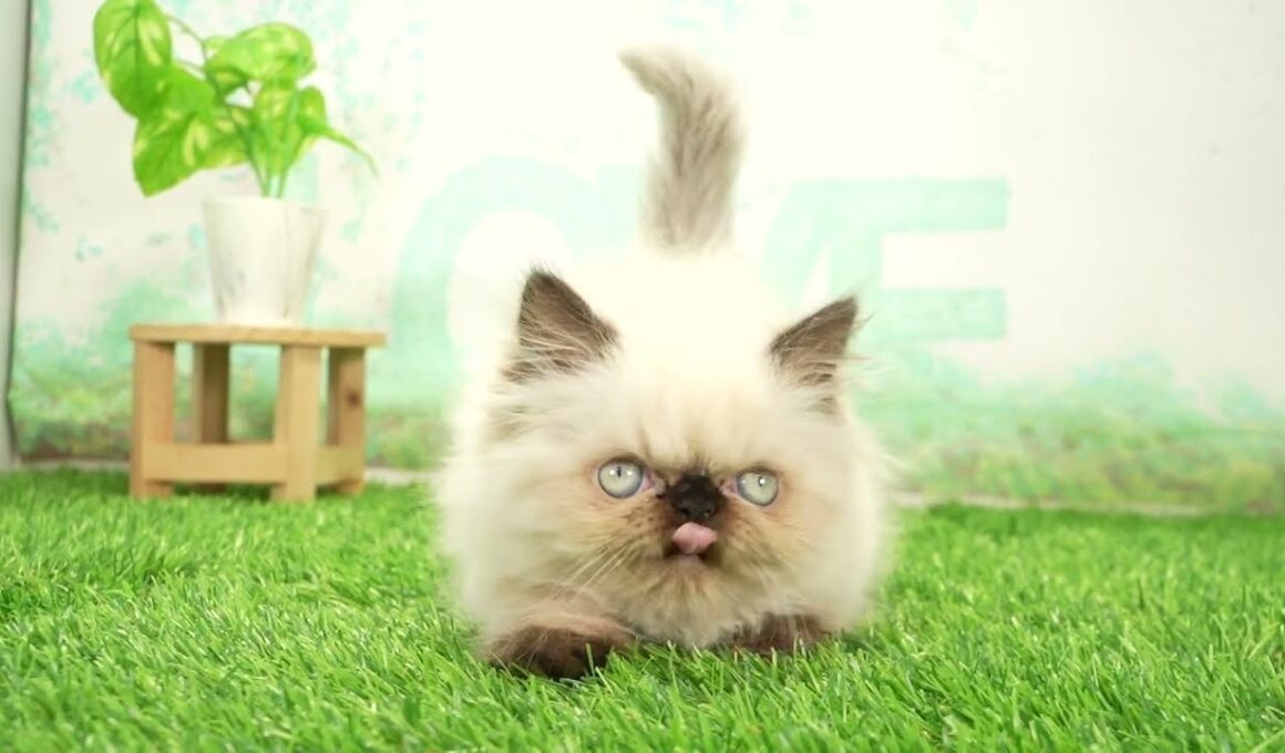 ペットショップcoo&riku No.00745230 ヒマラヤン