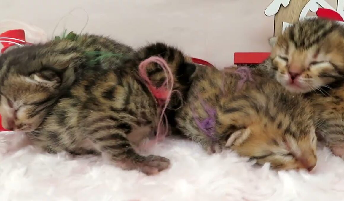 ペットショップcoo&riku No.00745117 ベンガル