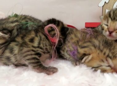 ペットショップcoo&riku No.00745117 ベンガル