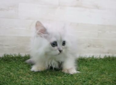 Coo&RIKU　No.00745211 ペルシャ