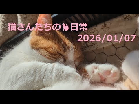 2026/01/07 猫さんたちの🐈日常😊  #ねこ #cat #猫 #बिल्ली  #マンチカン #アビシニアン #短足マンチカン #短足 #cute #abyssinian