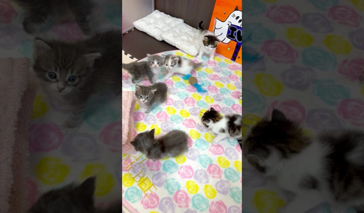 可愛い子猫たち【ノルウェージャンフォレストキャット】