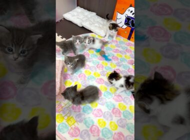 可愛い子猫たち【ノルウェージャンフォレストキャット】