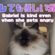 バーマン猫ガブ【キレても優しいガブ】Gabriel is kind even when she gets angry（バーマン猫）Birman/Cat
