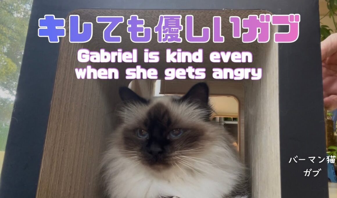 バーマン猫ガブ【キレても優しいガブ】Gabriel is kind even when she gets angry（バーマン猫）Birman/Cat