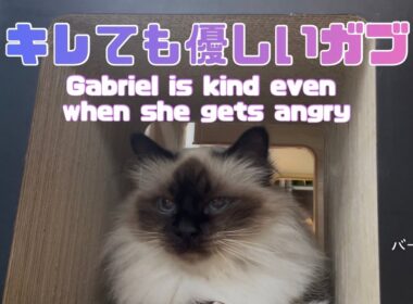 バーマン猫ガブ【キレても優しいガブ】Gabriel is kind even when she gets angry（バーマン猫）Birman/Cat