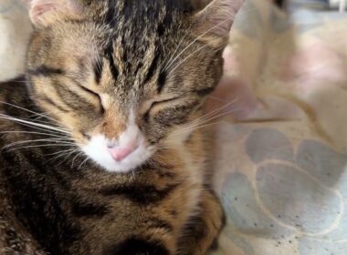 黒猫たちと眠るシャムの雫。布団、水色なので、誤って踏む心配がなくなりました。キジシロのルルは、どの布団でも目立つけどね