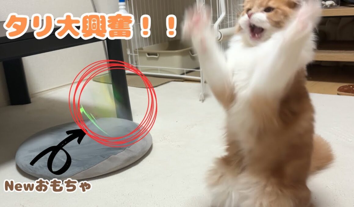 新しいおもちゃに大興奮な子猫が可愛すぎる！［スコティッシュフォールドのタリ］