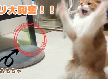 新しいおもちゃに大興奮な子猫が可愛すぎる！［スコティッシュフォールドのタリ］