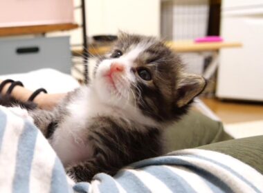 カワイイ鳴き声でミルクをおねだりした後は、ひとりで頑張ってみる赤ちゃん子猫【赤ちゃん猫　保護猫】