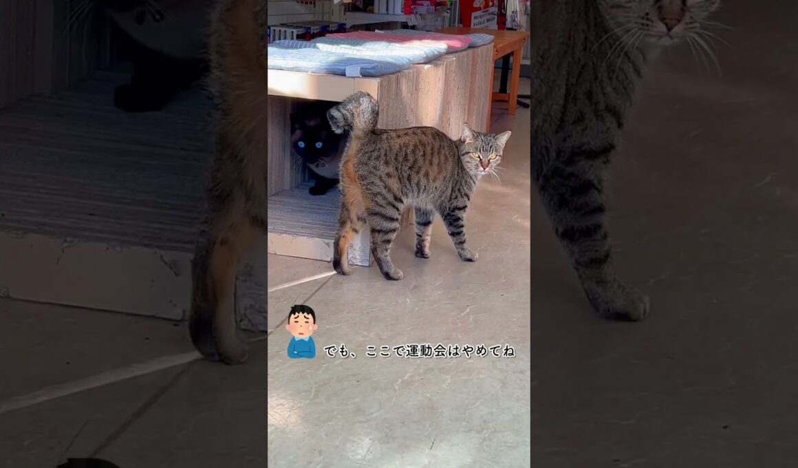 CS740 鍵シッポのなるとシャム猫のぽん太郎 #ノラ猫