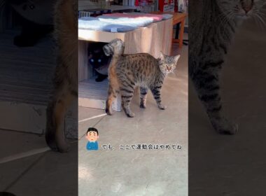 CS740 鍵シッポのなるとシャム猫のぽん太郎 #ノラ猫