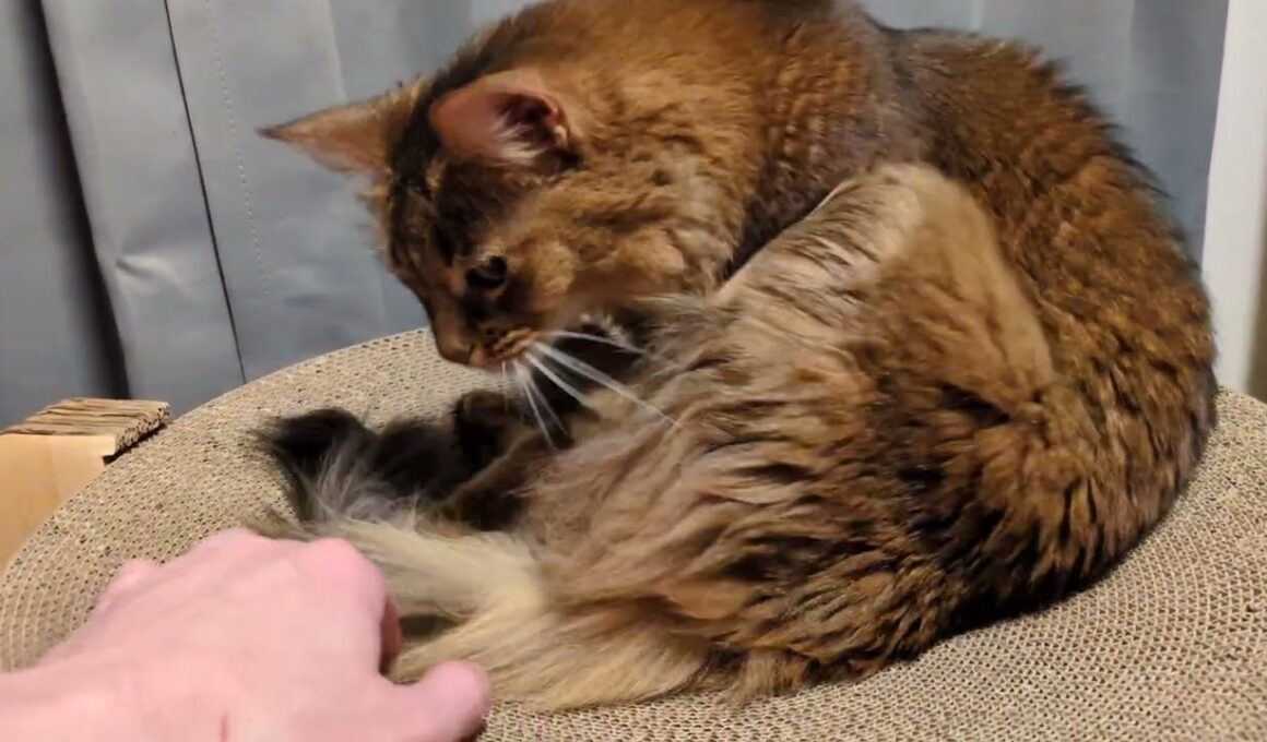 【1457日目】お手入れ中 #ソマリ #cat