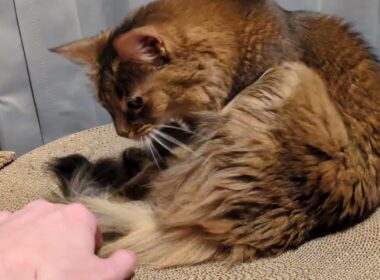 【1457日目】お手入れ中 #ソマリ #cat